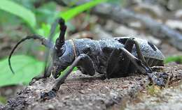 Image of Long-horned beetle