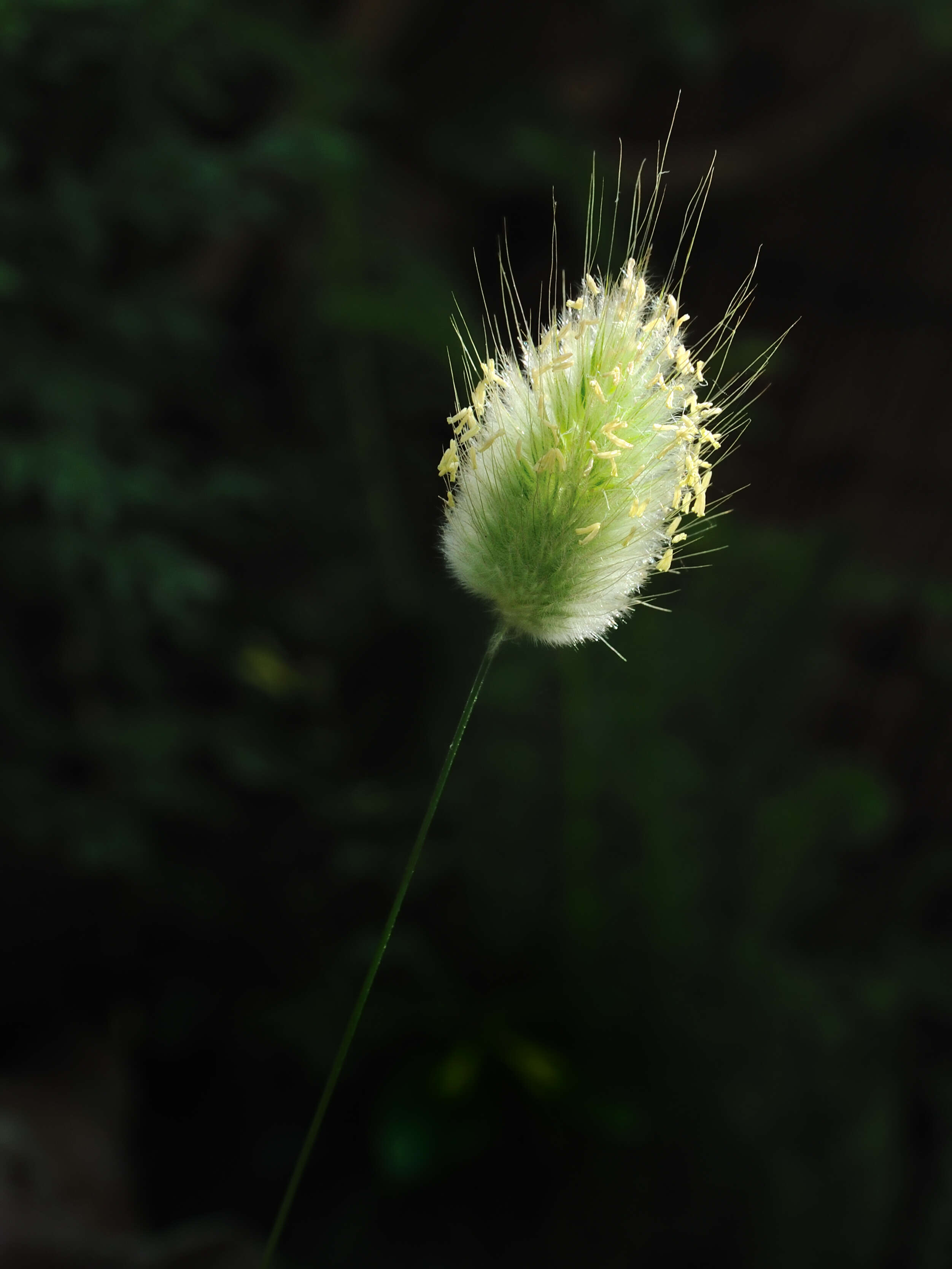 Image of harestail grass