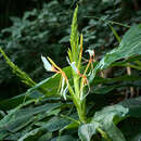 Image of Hedychium spicatum Sm.