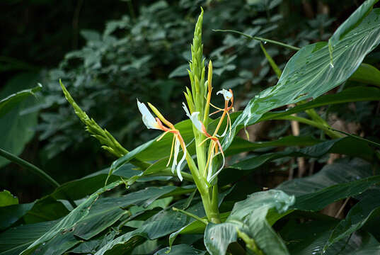 Image of Hedychium spicatum Sm.