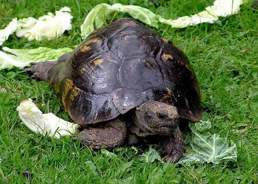 Image of Common Tortoise