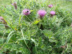 Image of dwarf thistle