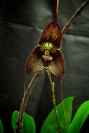 Image of Orchid