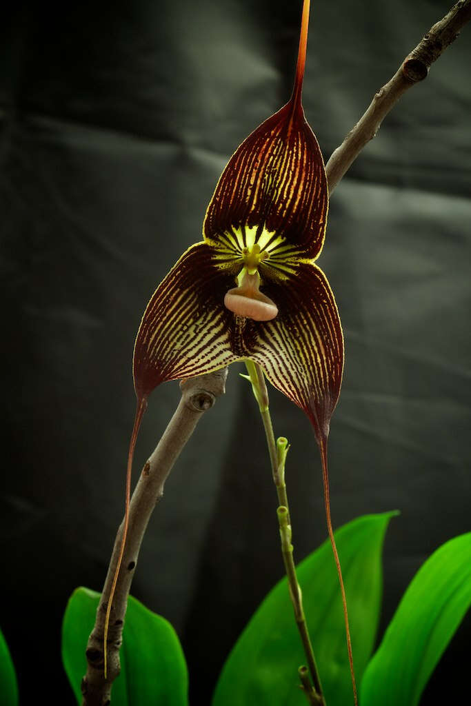 Image of Orchid