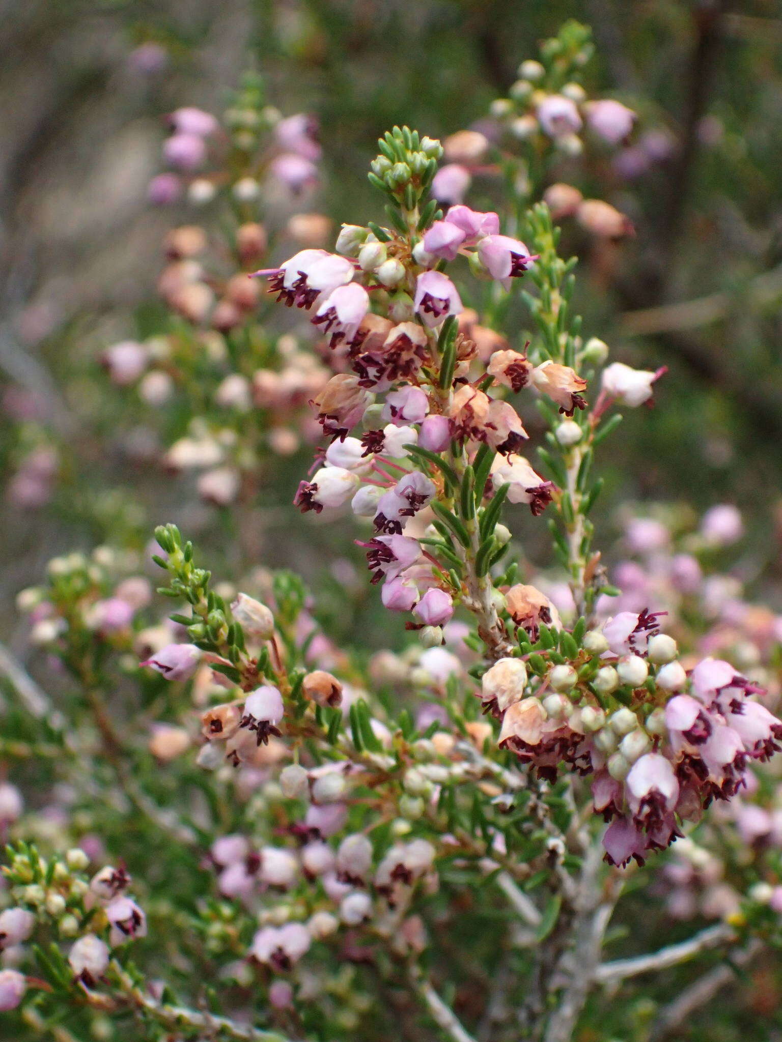 Imagem de Erica manipuliflora Salisb.