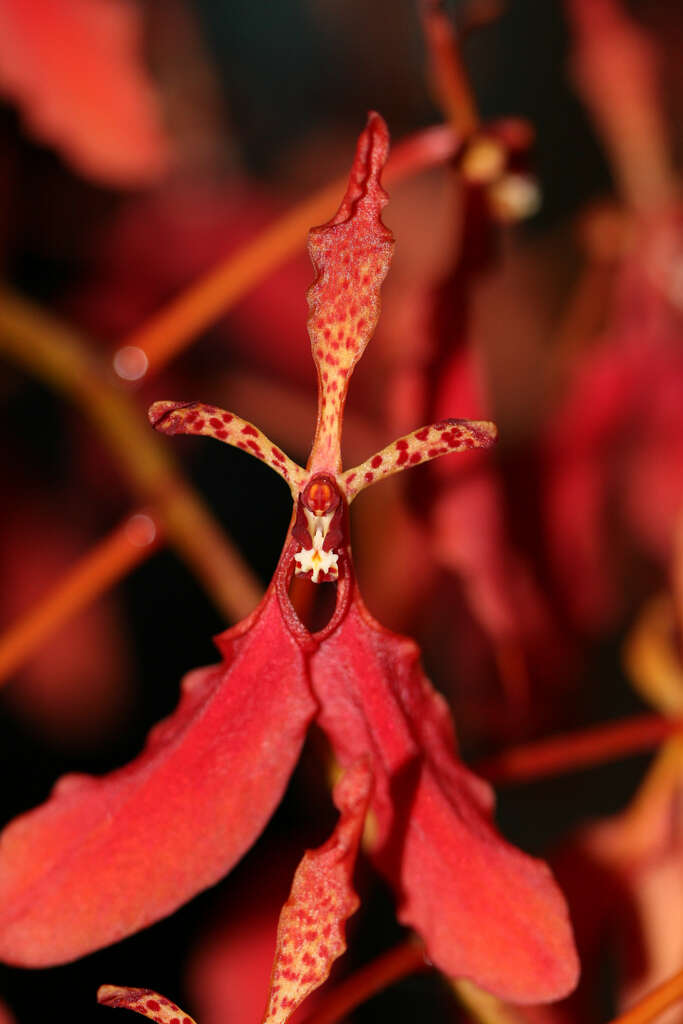 Image of Red Vanda Orchid