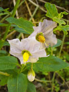 Image of bluewitch nightshade