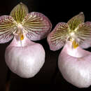 Image of Silver slipper orchid