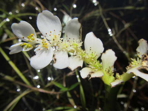 Image of Cape pondweed