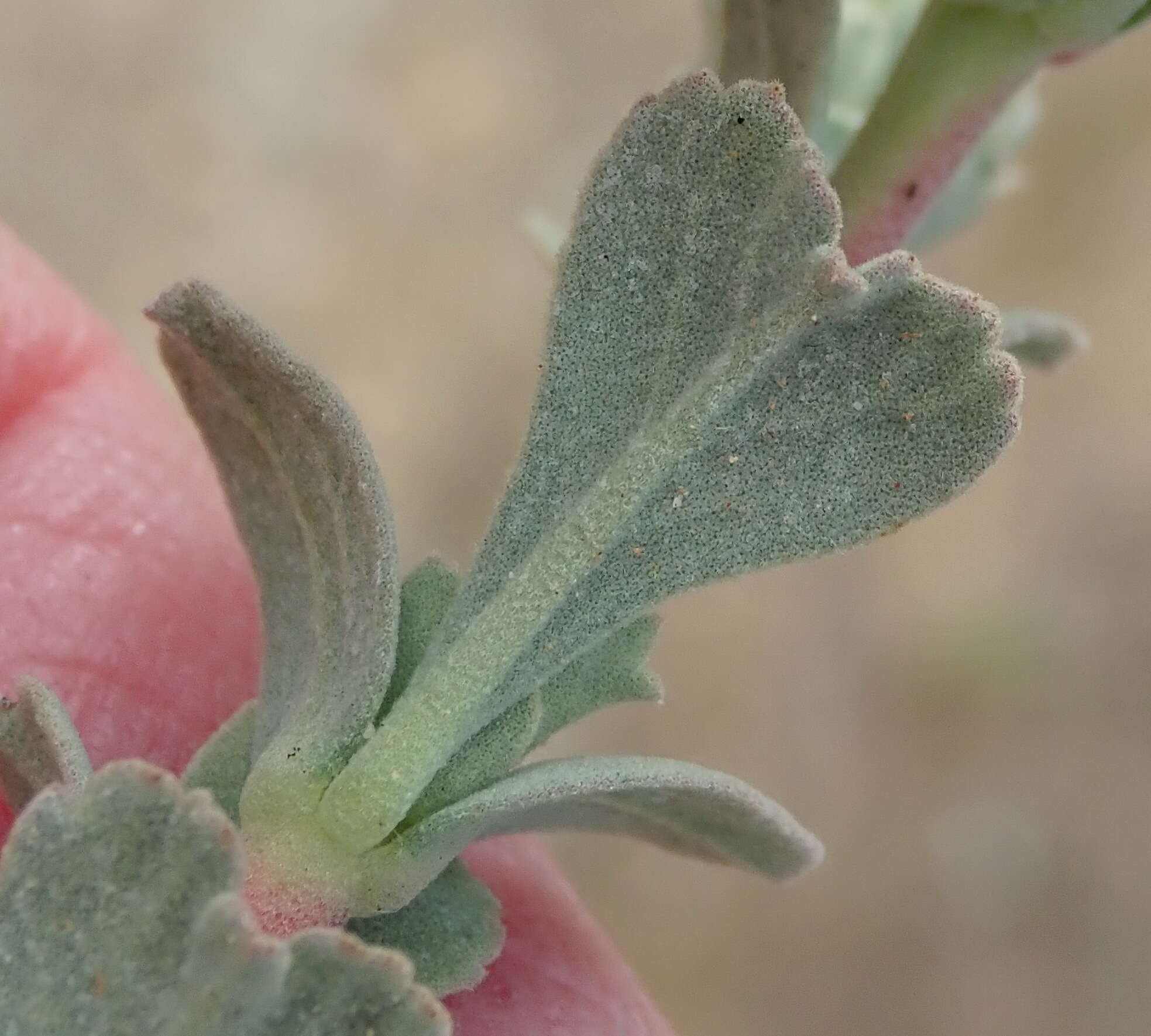 Image of Hermannia trifoliata L.