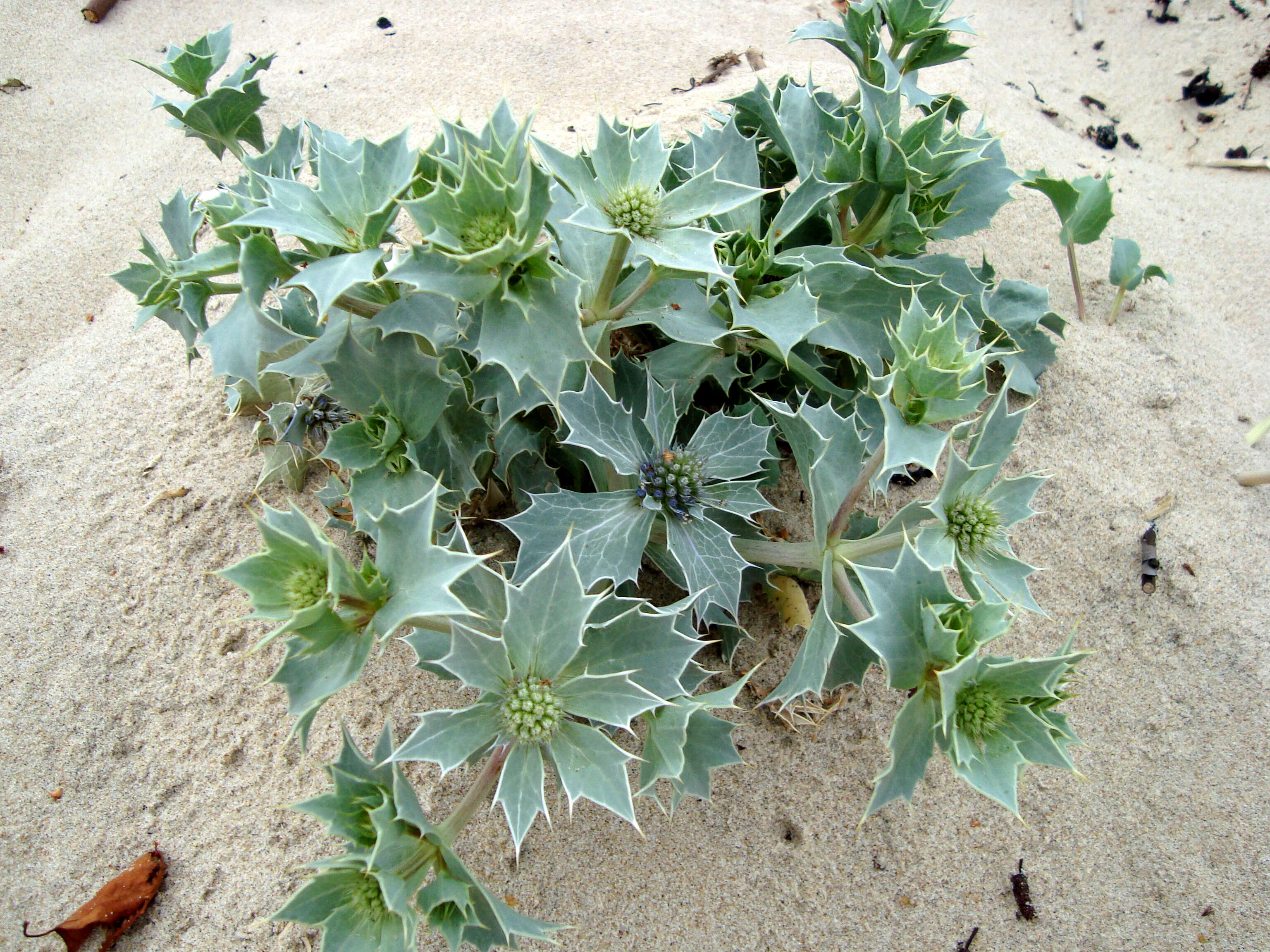 Eryngium maritimum L. resmi