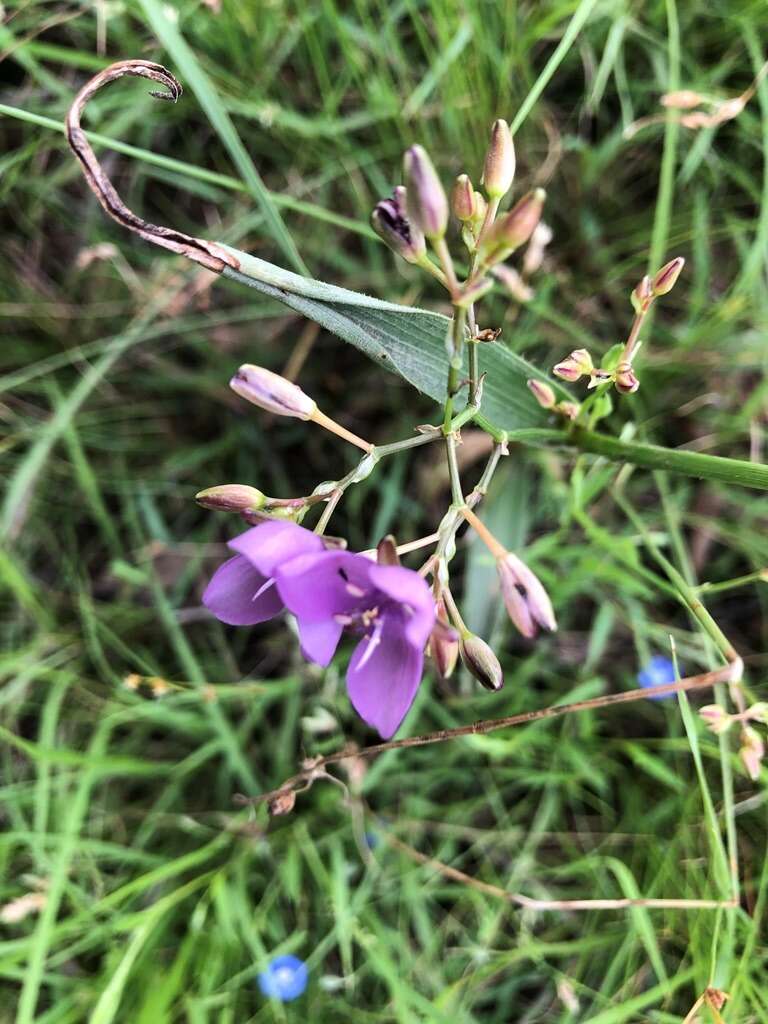 Murdannia graminea (R. Br.) G. Brückn.的圖片