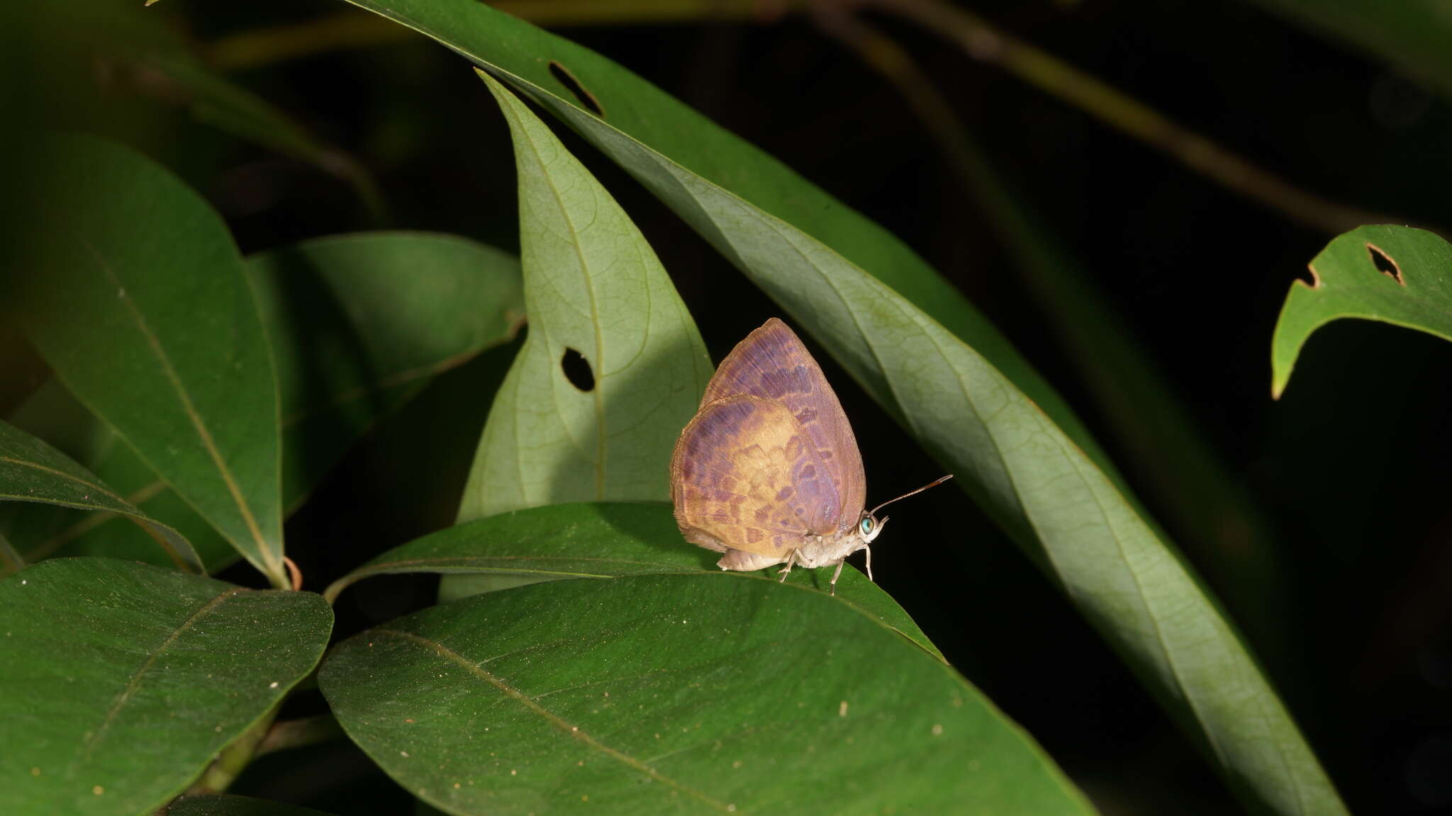 Plancia ëd Arhopala perimuta (Moore 1857)