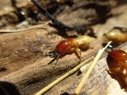 Image of Bifiditermes rogierae Hollande 1982