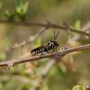 Image of Coelioxys slossoni var. arenicola Crawford