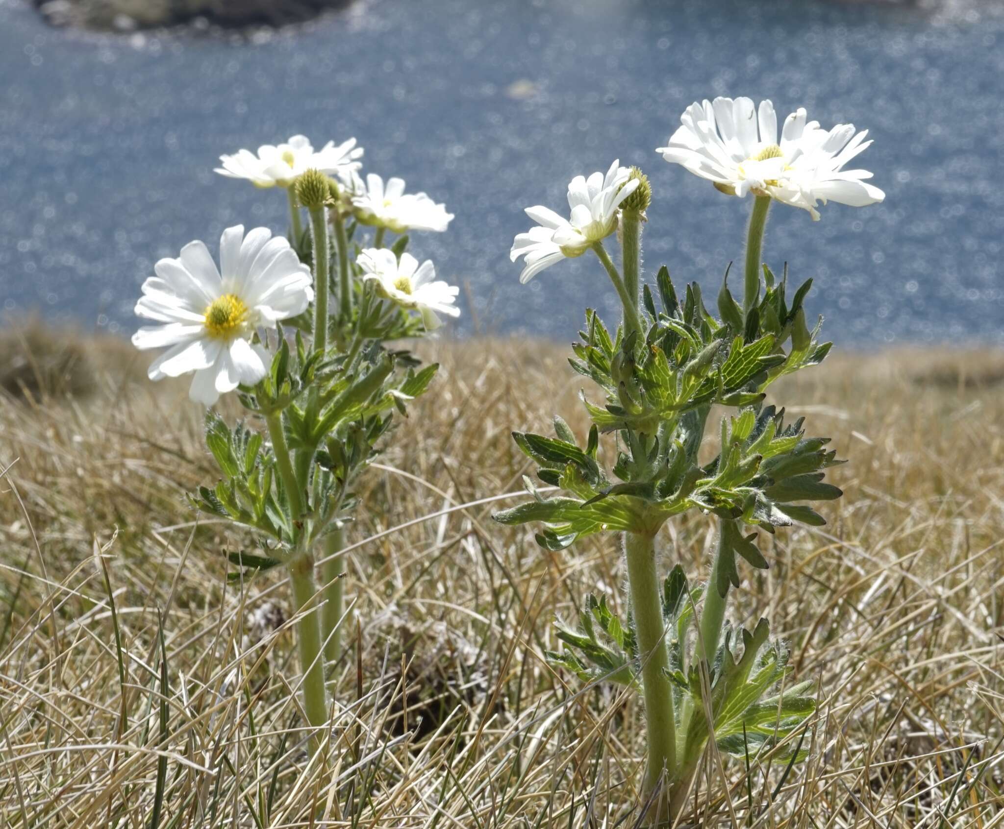 Imagem de Ranunculus anemoneus F. Müll.