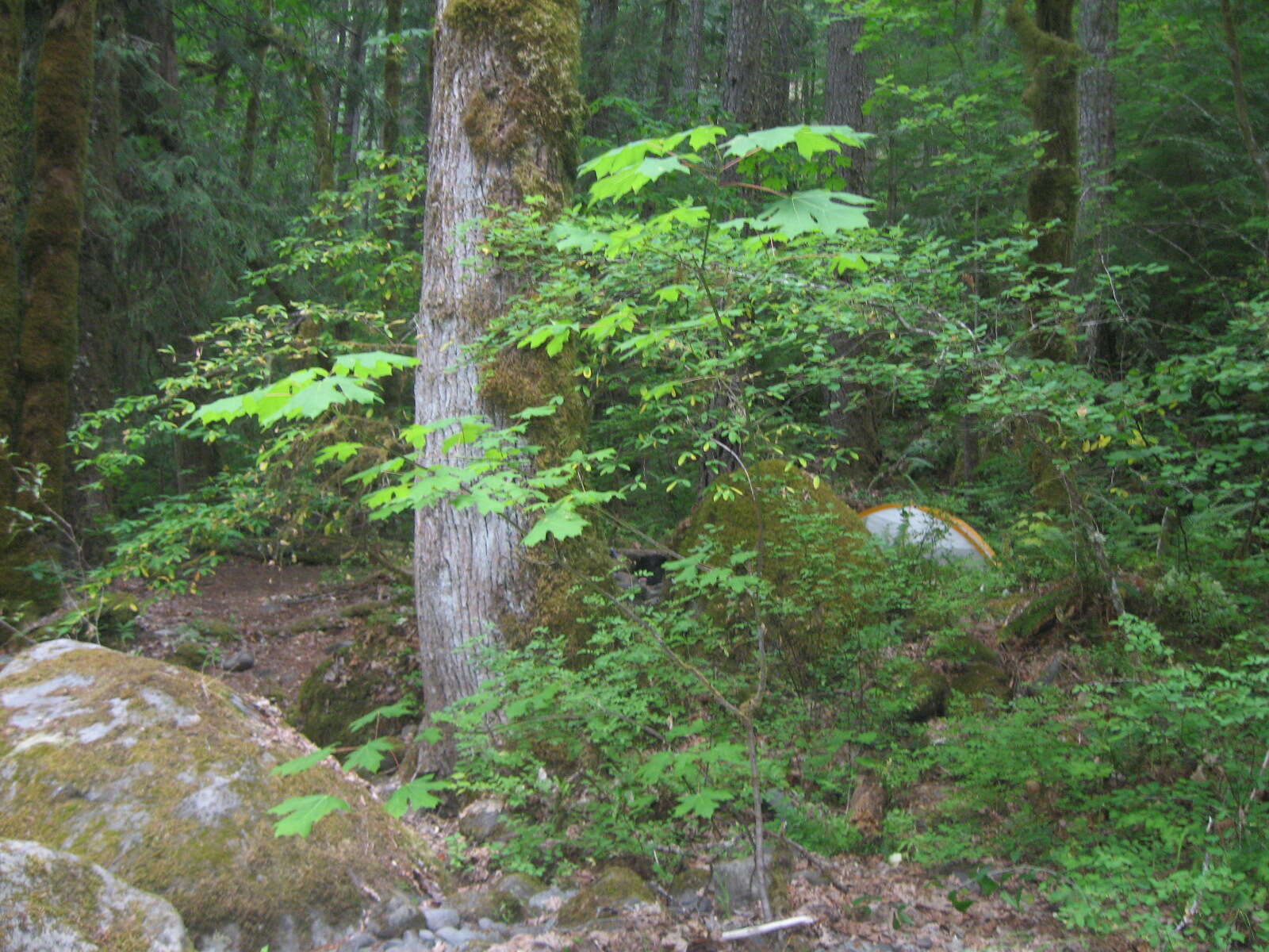 Image of bigleaf maple