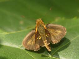 Image of Parphorus pseudecorus Hayward 1934