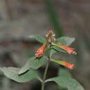 Image of Cuphea appendiculata Benth.