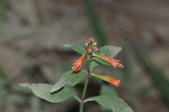 Image of Cuphea appendiculata Benth.