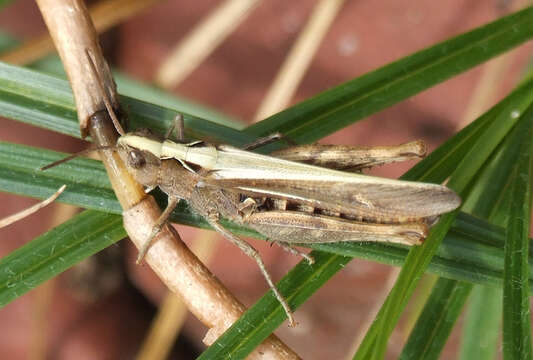 Image of Common Field Grasshopper