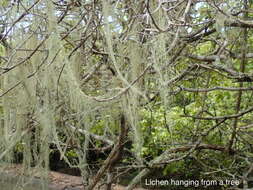 Image of cartilage lichen