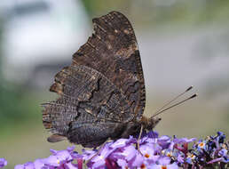 Image of Aglais io