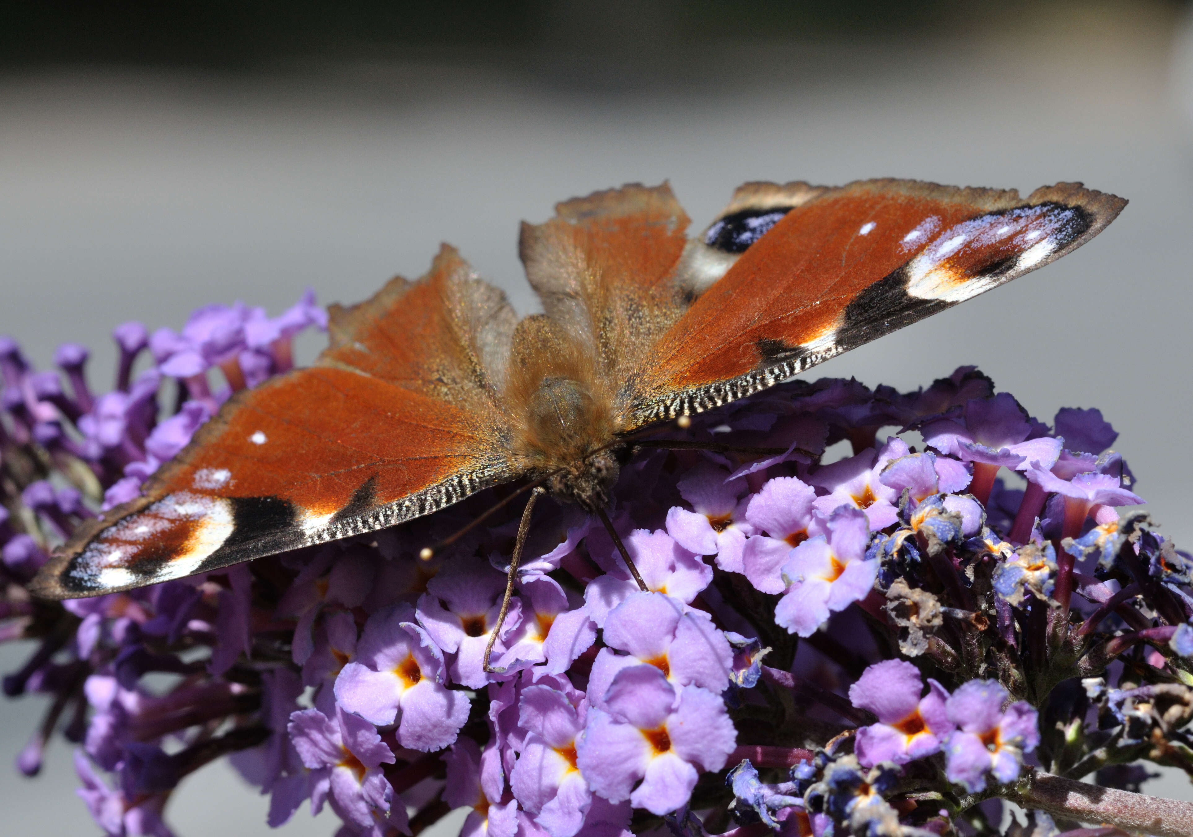 Image of Aglais io