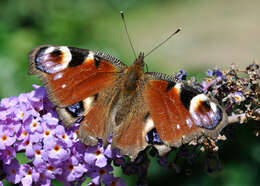 Image of Aglais io