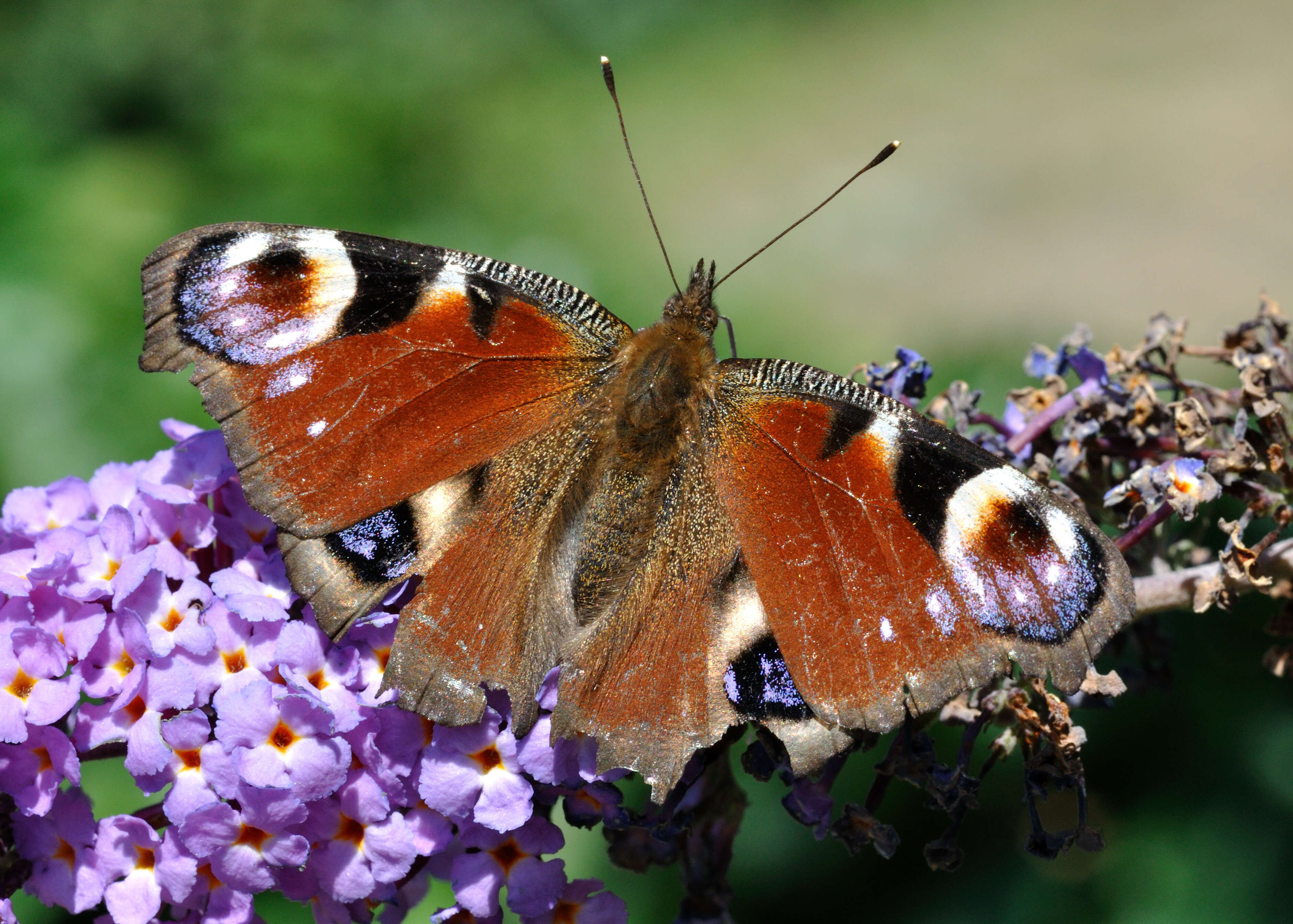 Image of Aglais io