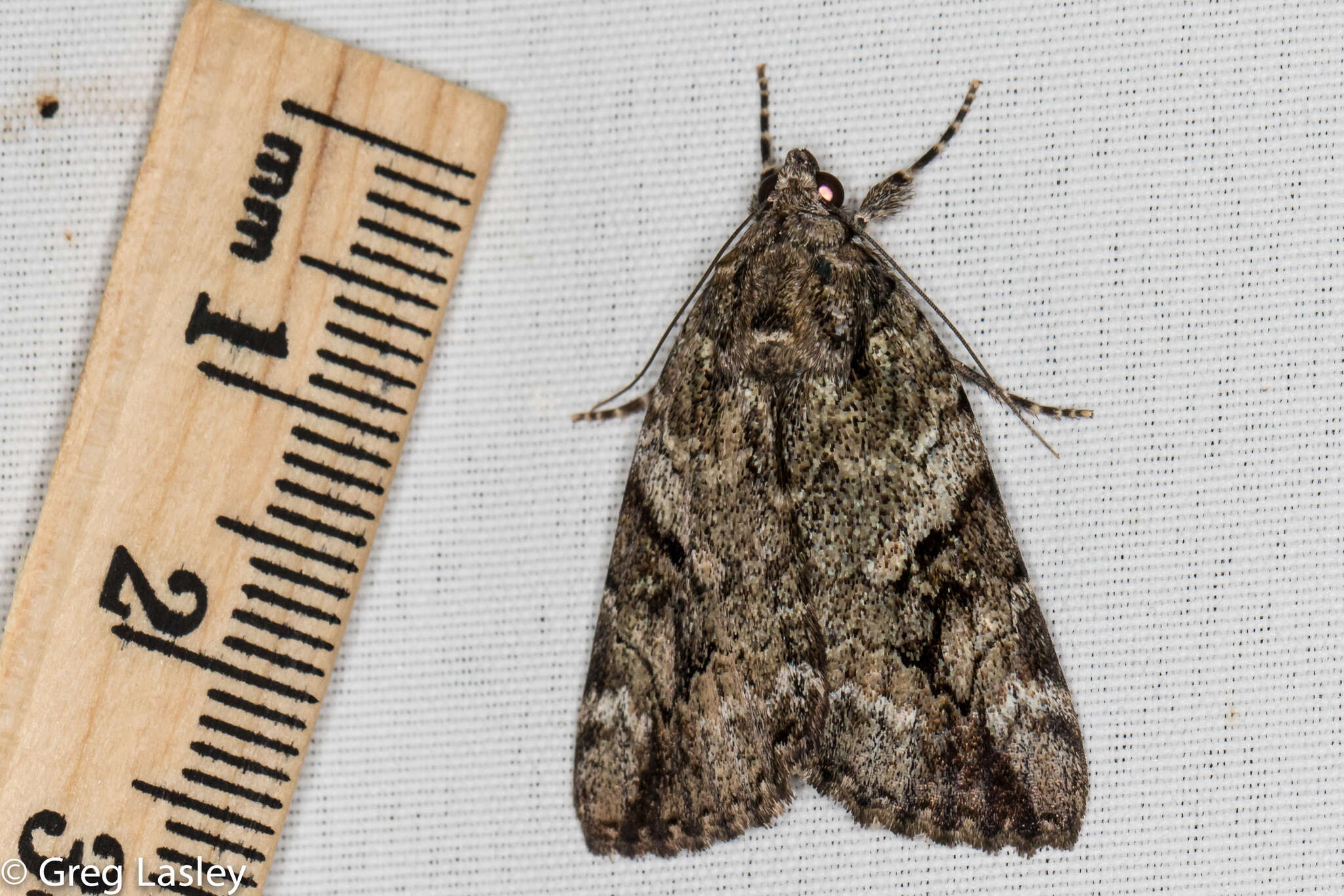 Image of Little Nymph Underwing