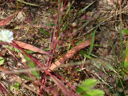 Imagem de Panicum humile Steud.