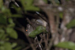Image of Green Ringtail Possum