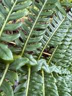 Image of Long-Leaf Plume Fern