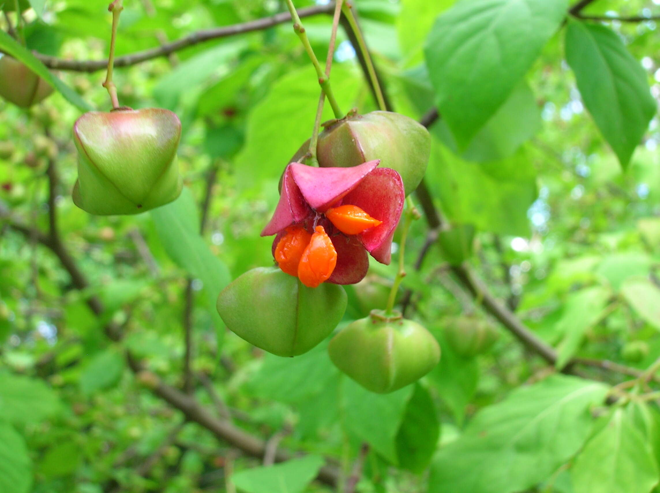 Image of Siberian Spindle