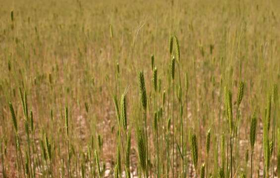 Image of einkorn wheat