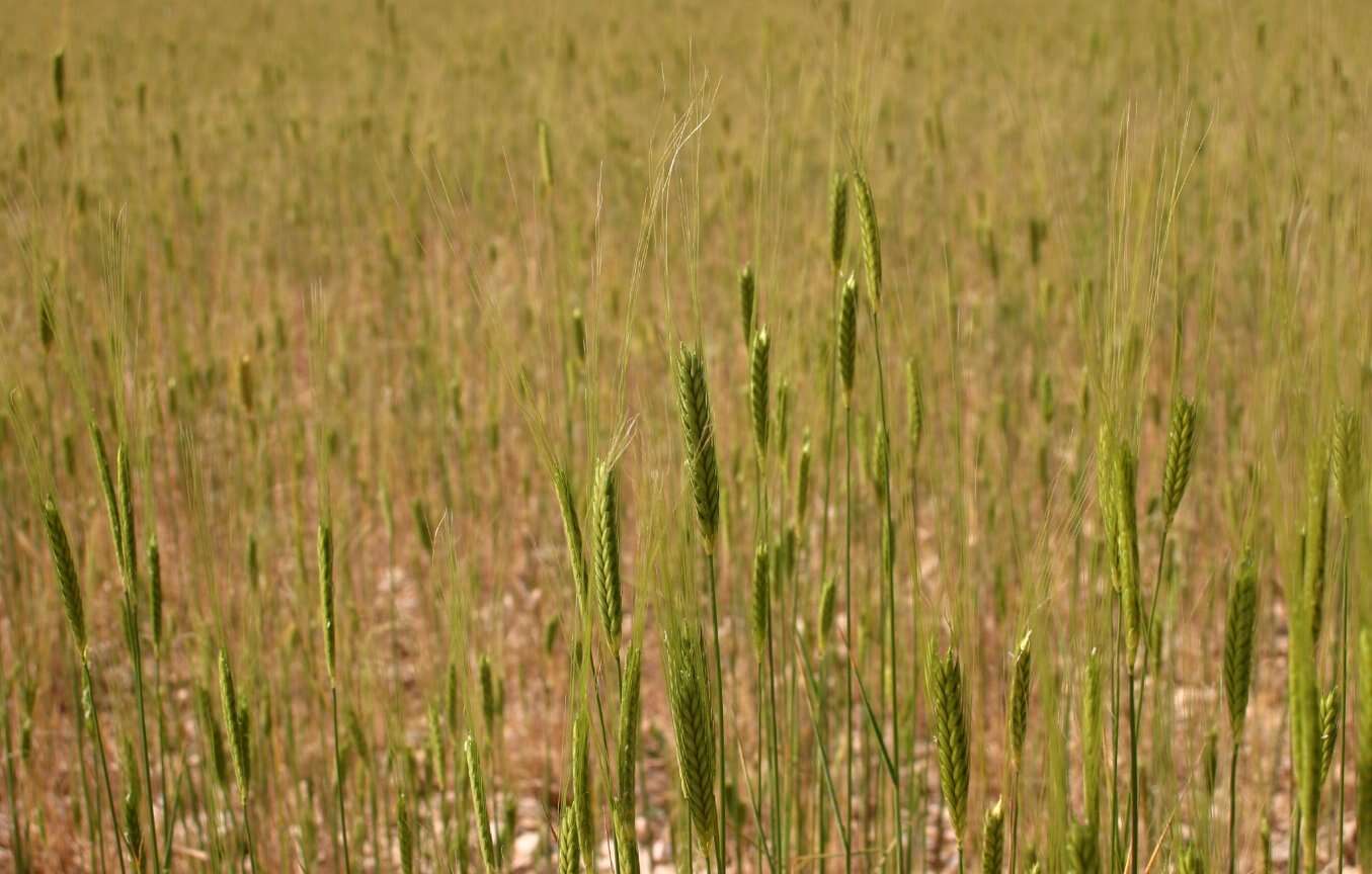 Image of einkorn wheat
