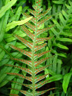 Image of common polypody