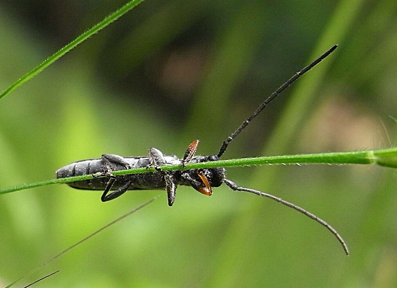 Слика од Phytoecia cylindrica (Linné 1758)