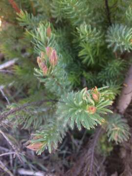 Image of Leucadendron corymbosum Berg.