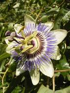 Image of Blue Passion Flower