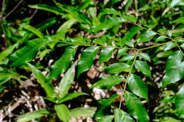 Image of Pararchidendron pruinosum (Benth.) I. C. Nielsen