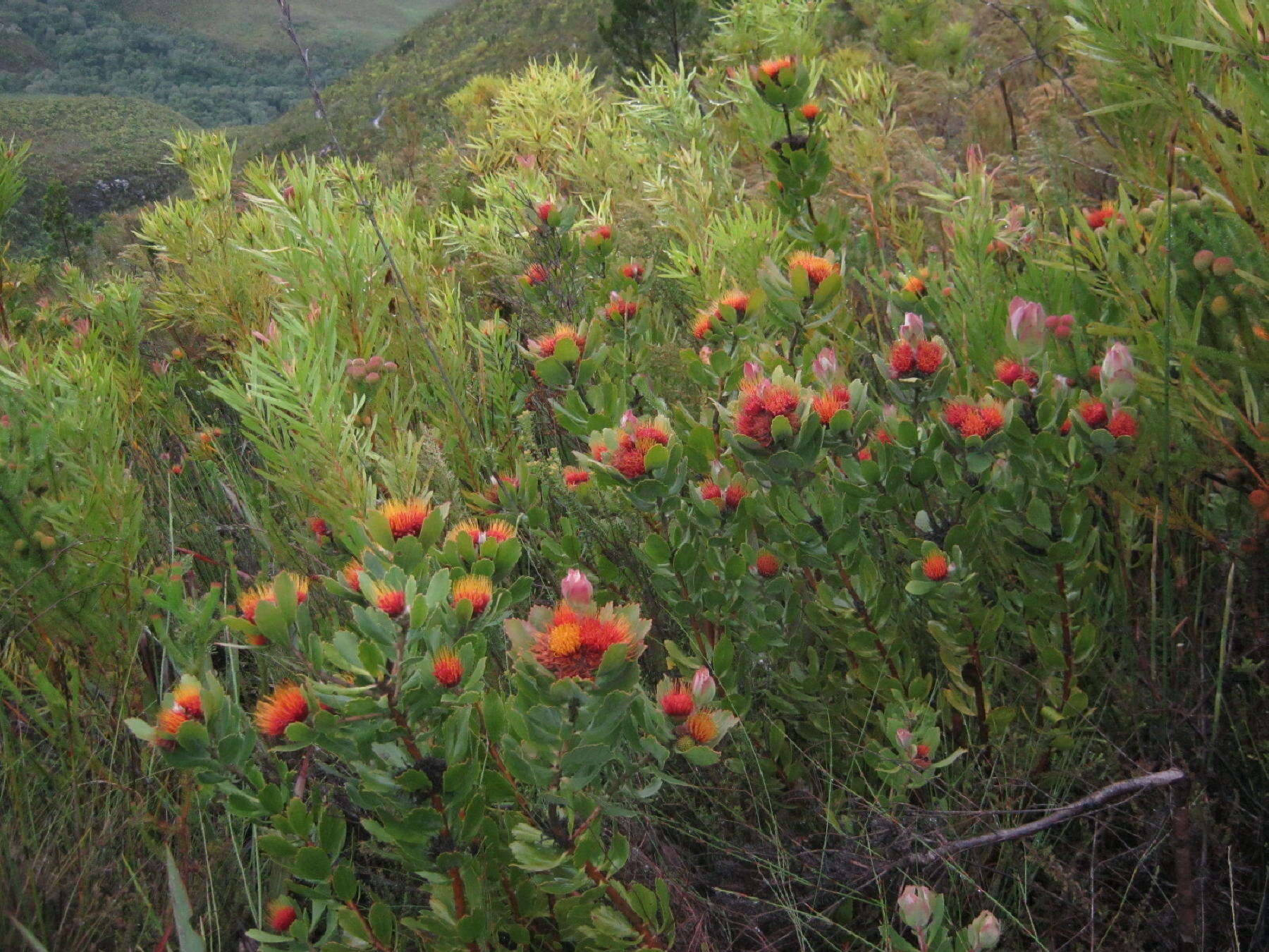 Image of Leucospermum mundii Meissn.