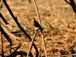 Image of Böhm's Bee-eater