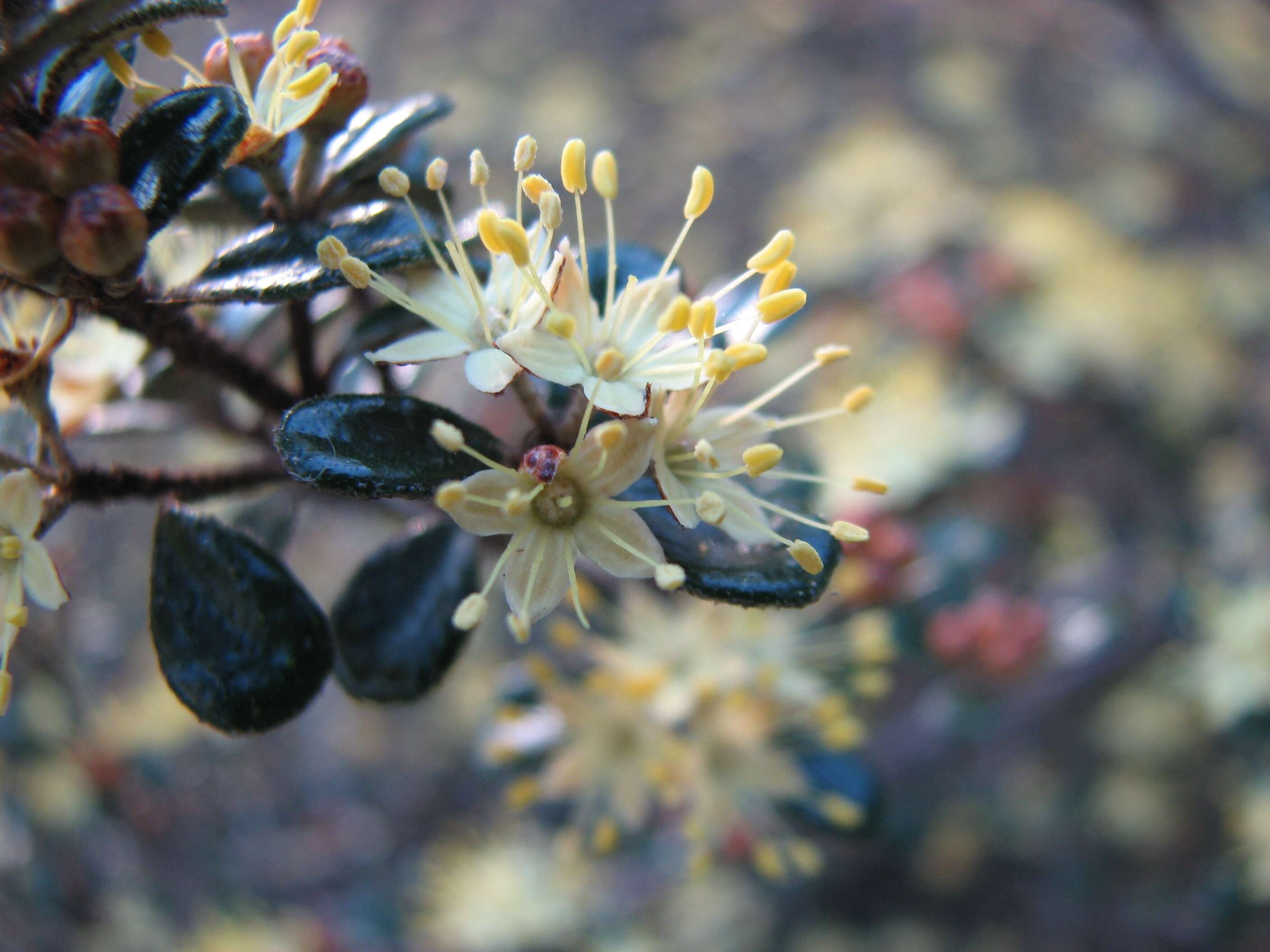 Image of Phebalium squamulosum Vent.