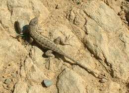 Image of Duges' Spiny Lizard