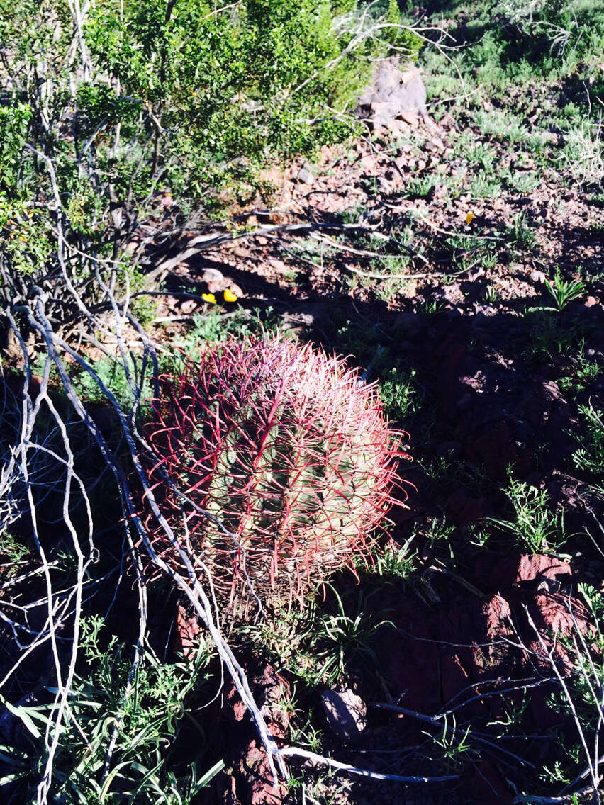 Image of California Barrel Cactus