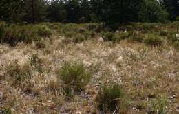 Image of European feather grass