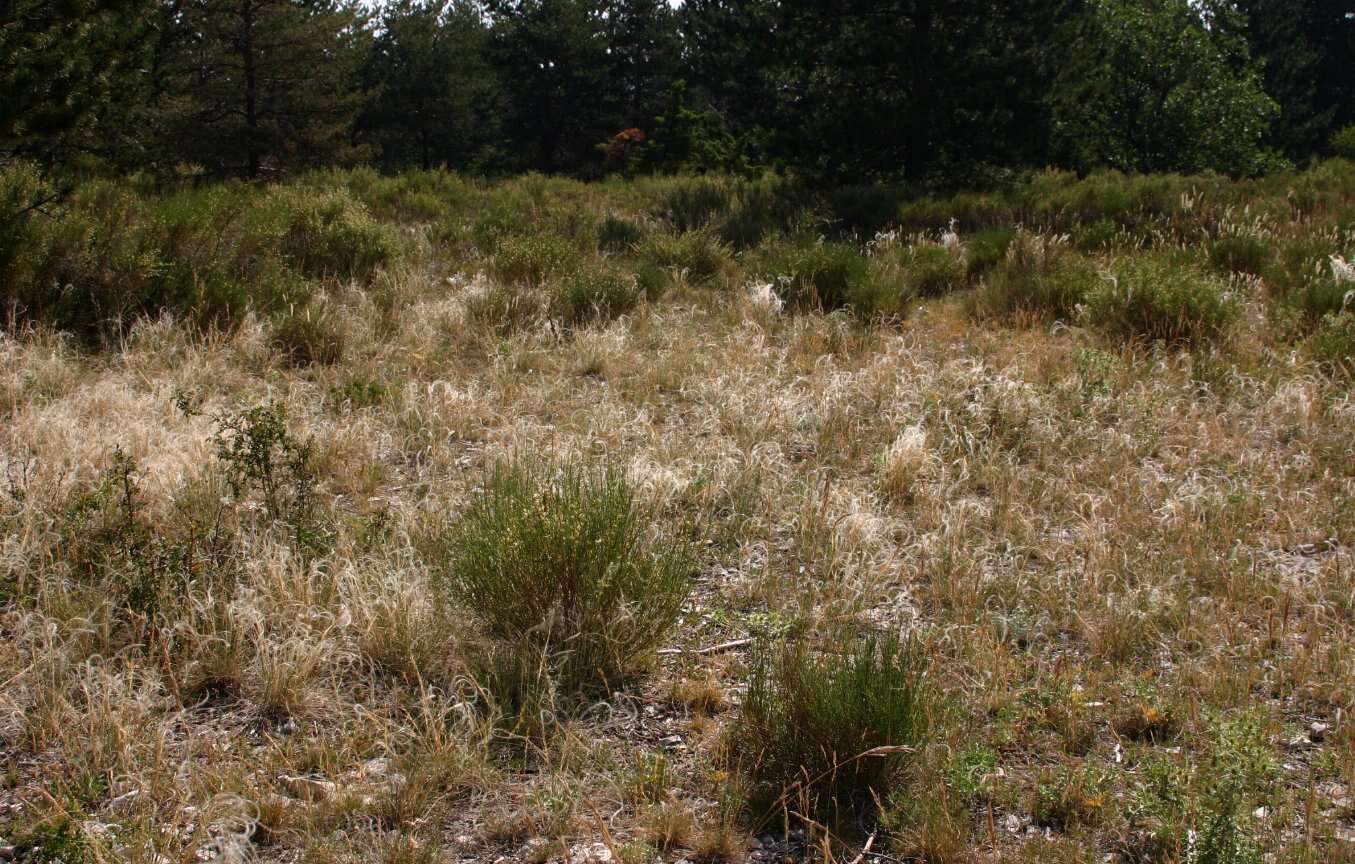 Image of European feather grass