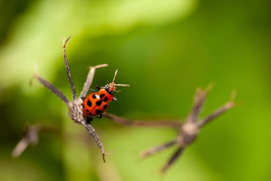 Sivun Coleomegilla maculata fuscilabris (Mulsant 1866) kuva